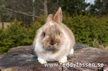 Teddytassens Piff